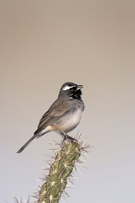 Black-throated sparrow.jpg
