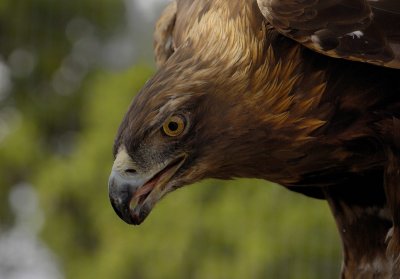 Golden eagle.jpg