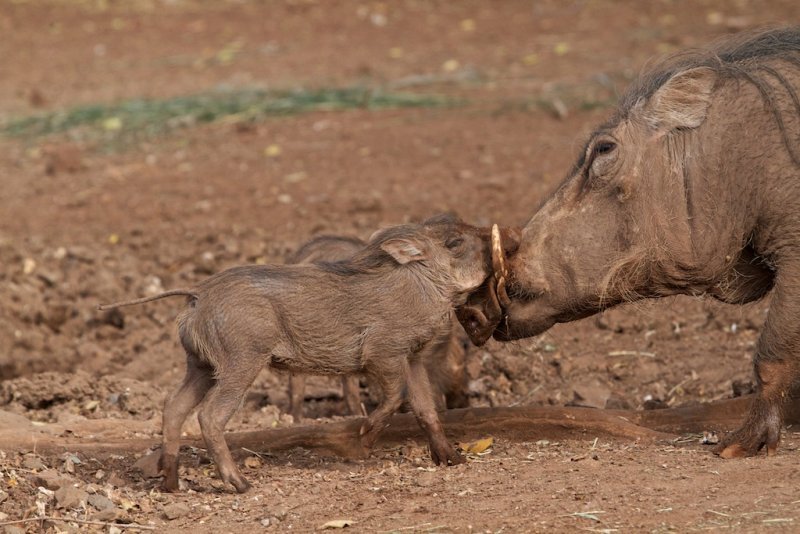 Pua And Her Babies