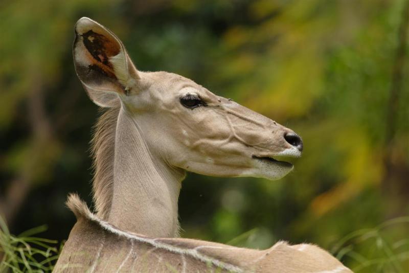 Greater Kudu