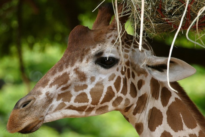 Giraffe