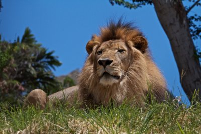 African Lions