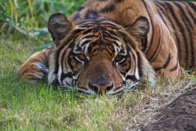 Cubs On Display Two