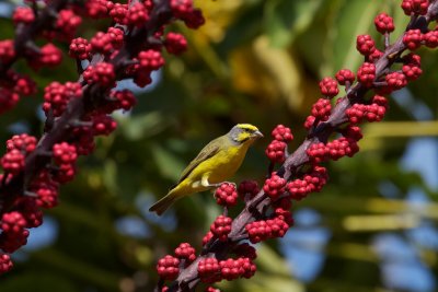 Yellow Fronted Canary