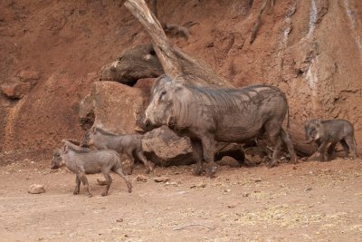 Pua And Her Babies