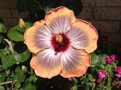 Very Beautiful Hibiscus