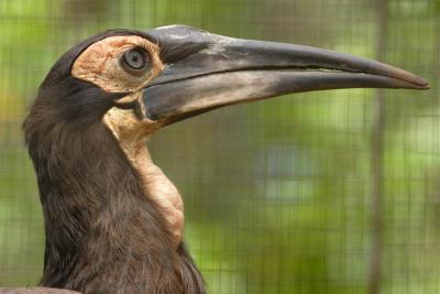 Young African Ground Hornbill