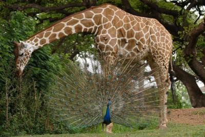 Peacock And Giraffe