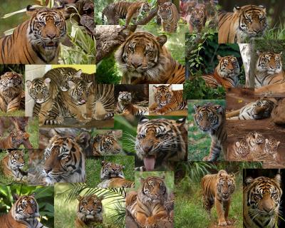 Collage Of Tigers