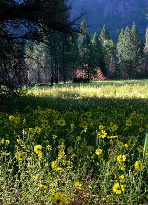 Morning meadow near El Capitan