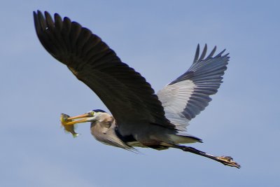bird with fish 4809.jpg