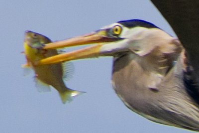 100 percent crop of fish 4809.jpg