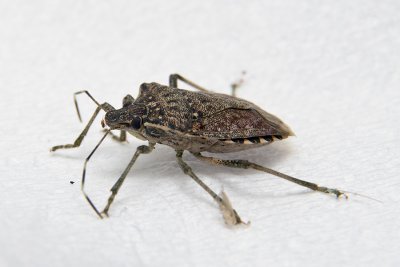 Stink Bug-5597.jpg