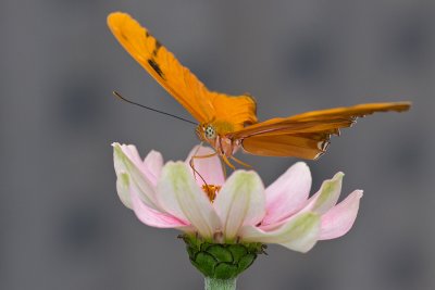 Brookside Gardens May 2011-6322.jpg