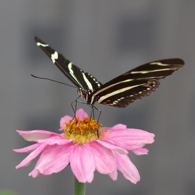 Brookside Gardens May 2011-6323.jpg