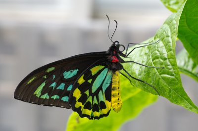 Brookside Gardens May 2011-6375.jpg