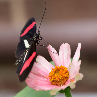 Brookside Gardens May 2011-6337-2.jpg