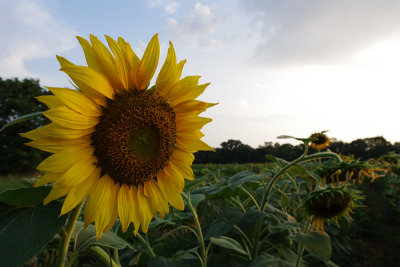 sunflower IMGP8578.jpg