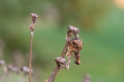 DSC_1008.jpg