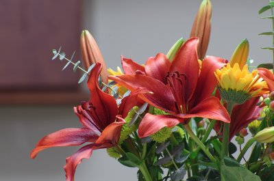 IMGP4768-reduced.jpg