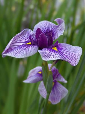 Iris