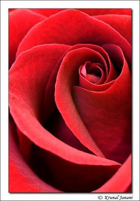 Red Rose 11072.jpg