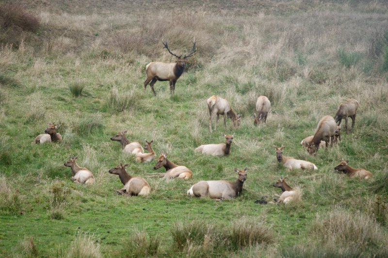 Bull elk with harem