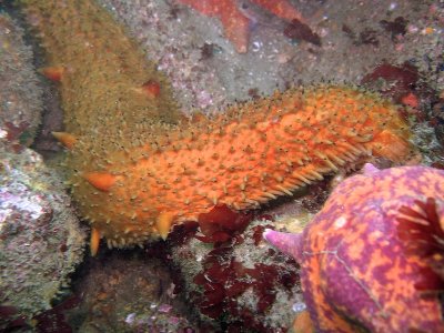 Warty Sea Cucumber