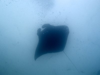 Manta Ray