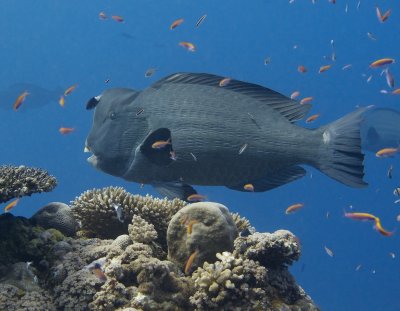 Double-Headed Parrotfish