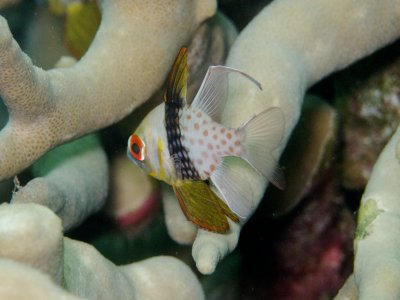 Pajama Cardinalfish