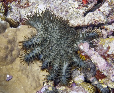 Crown of Thorns Sea Star