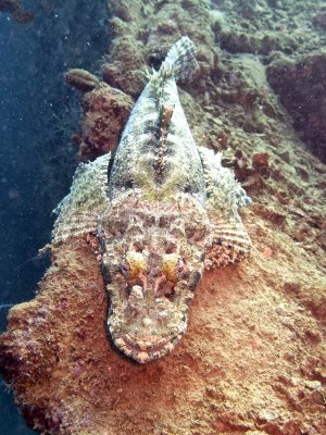 Crocodilefish