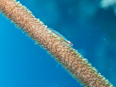 Goby on Wire Coral