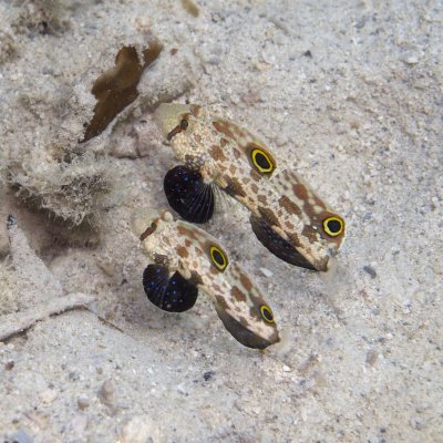 Crab-eye Signal Gobies