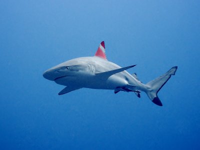 Redtip Reef Shark