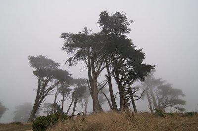 A foggy day on the coast