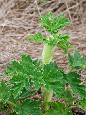 Cow Parsnip