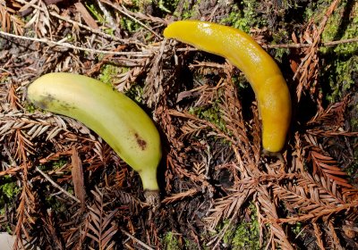 Banana, Slug