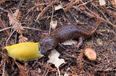 Salamander vs. Banana Slug