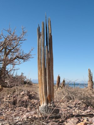Cactus Bones
