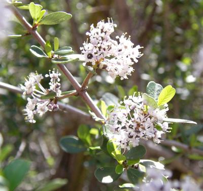 g4/89/612589/3/52270120.whiteblossoms.jpg