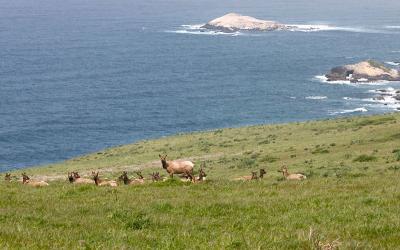  Tule Elk