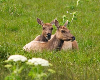 g4/89/612589/3/59541498.elk2.jpg