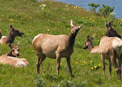 g4/89/612589/3/59541499.elks5.jpg