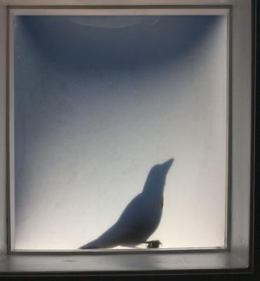 Crow on the Skylight