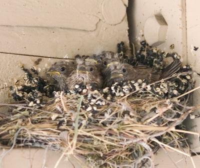 Full Nest