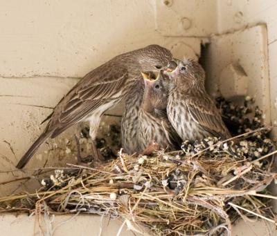 g4/89/612589/3/61244976.finchesmomfeeding.jpg