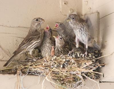 Finch Nest in the Carport