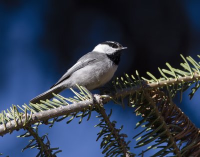 Mountain Chickadee